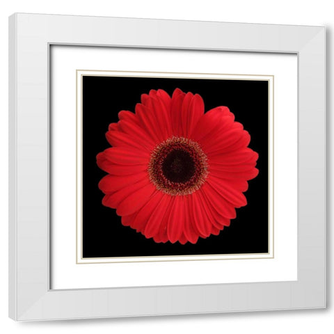 Red Gerbera Daisy White Modern Wood Framed Art Print with Double Matting by Christensen, Jim