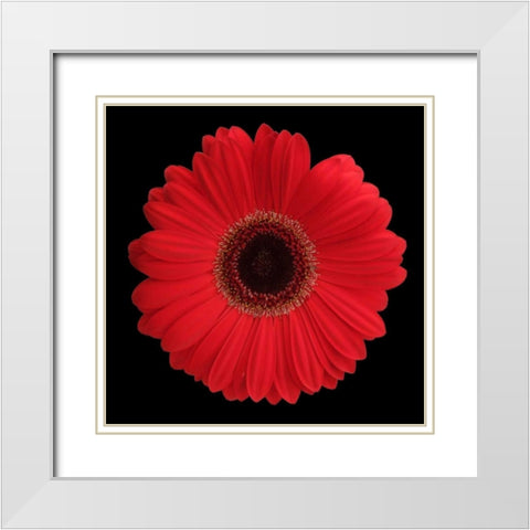 Red Gerbera Daisy White Modern Wood Framed Art Print with Double Matting by Christensen, Jim