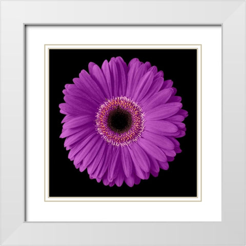 Purple Gerbera Daisy White Modern Wood Framed Art Print with Double Matting by Christensen, Jim
