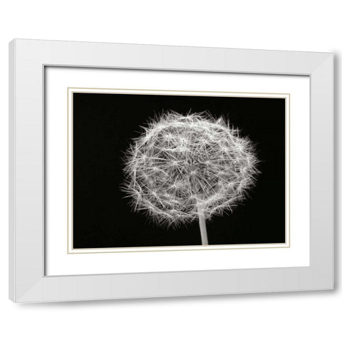 Dandelion 1 White Modern Wood Framed Art Print with Double Matting by Christensen, Jim