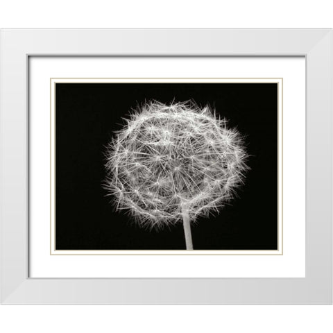 Dandelion 1 White Modern Wood Framed Art Print with Double Matting by Christensen, Jim