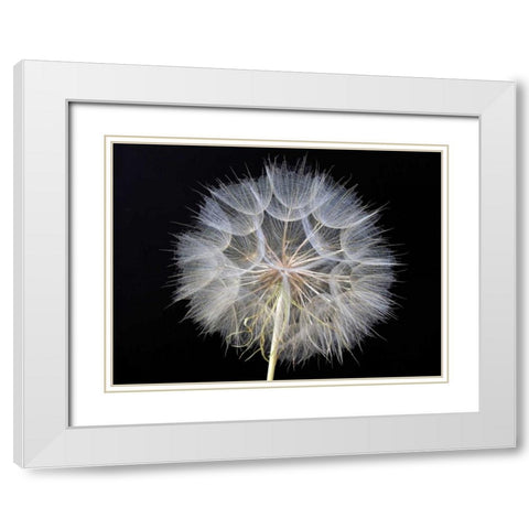 Goats Beard 1 White Modern Wood Framed Art Print with Double Matting by Christensen, Jim