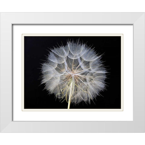 Goats Beard 1 White Modern Wood Framed Art Print with Double Matting by Christensen, Jim