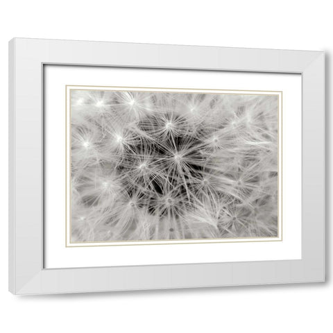 Dandelion 2 White Modern Wood Framed Art Print with Double Matting by Christensen, Jim