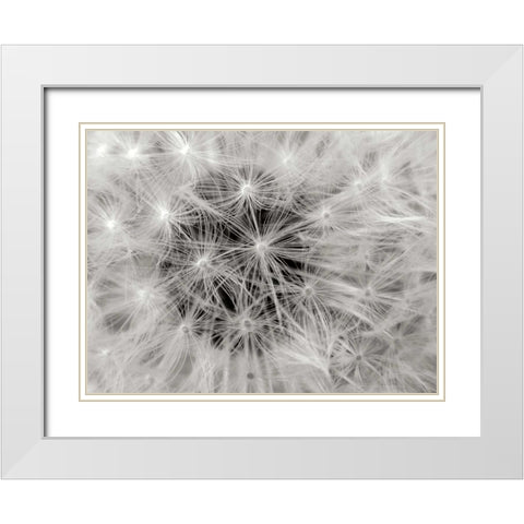 Dandelion 2 White Modern Wood Framed Art Print with Double Matting by Christensen, Jim
