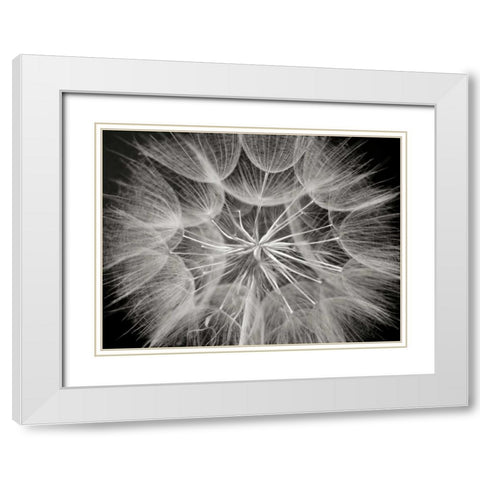 Goats Beard 3 White Modern Wood Framed Art Print with Double Matting by Christensen, Jim