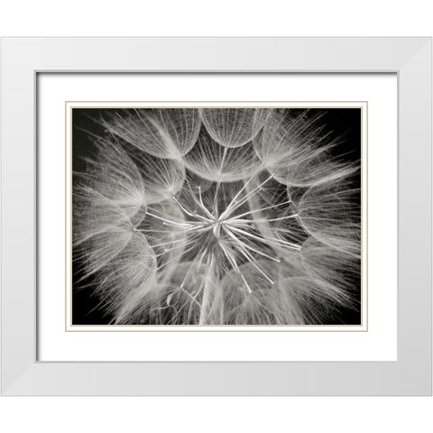 Goats Beard 3 White Modern Wood Framed Art Print with Double Matting by Christensen, Jim