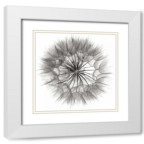 Goats Beard 4 White Modern Wood Framed Art Print with Double Matting by Christensen, Jim