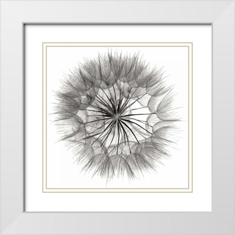 Goats Beard 4 White Modern Wood Framed Art Print with Double Matting by Christensen, Jim