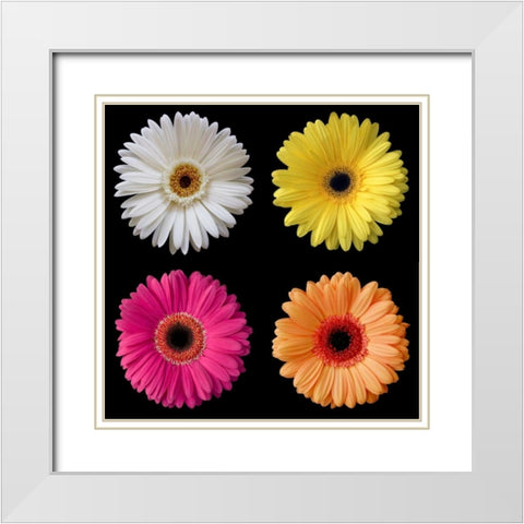 Gerber Group 1 White Modern Wood Framed Art Print with Double Matting by Christensen, Jim