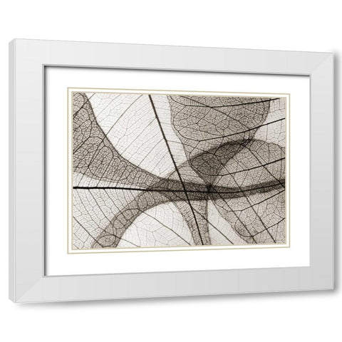 Leaf Designs I Sepia White Modern Wood Framed Art Print with Double Matting by Christensen, Jim
