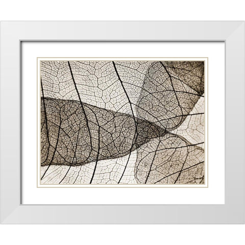Leaf Designs II Sepia White Modern Wood Framed Art Print with Double Matting by Christensen, Jim