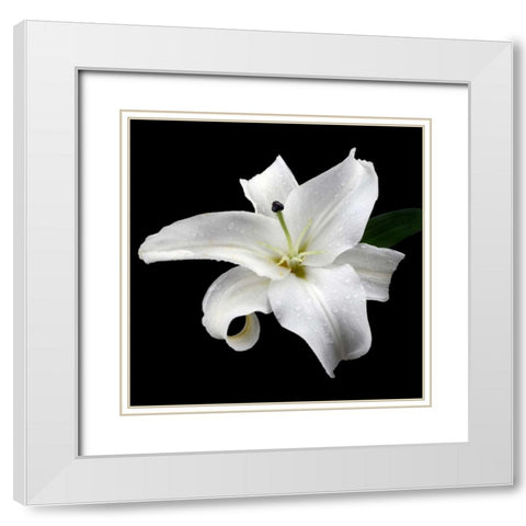Lily on Black I White Modern Wood Framed Art Print with Double Matting by Christensen, Jim