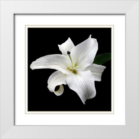 Lily on Black I White Modern Wood Framed Art Print with Double Matting by Christensen, Jim