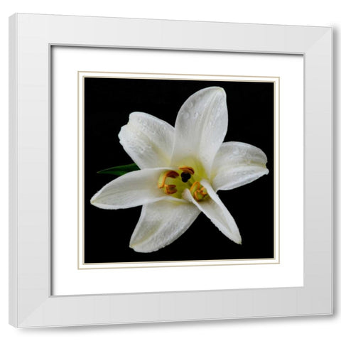 Lily on Black II White Modern Wood Framed Art Print with Double Matting by Christensen, Jim