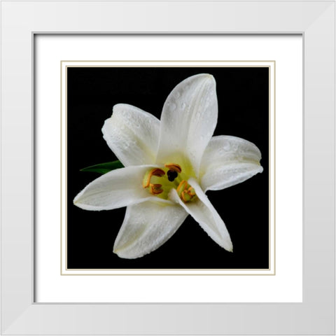 Lily on Black II White Modern Wood Framed Art Print with Double Matting by Christensen, Jim