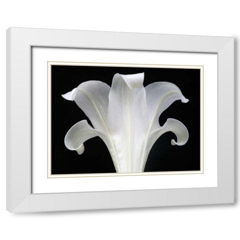 Lily on Black III White Modern Wood Framed Art Print with Double Matting by Christensen, Jim
