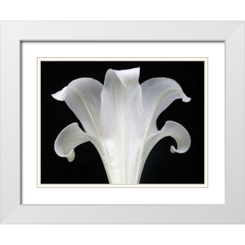 Lily on Black III White Modern Wood Framed Art Print with Double Matting by Christensen, Jim