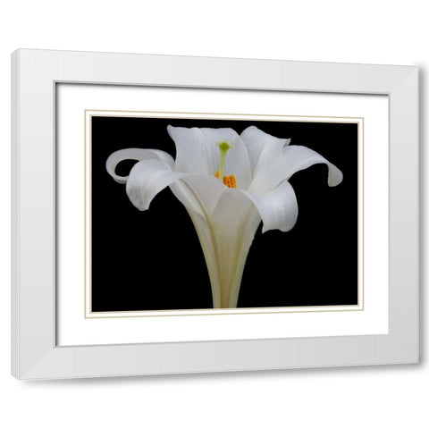 Lily on Black IV White Modern Wood Framed Art Print with Double Matting by Christensen, Jim