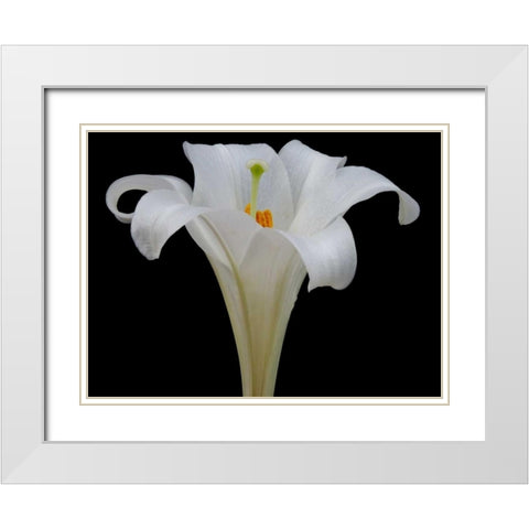 Lily on Black IV White Modern Wood Framed Art Print with Double Matting by Christensen, Jim