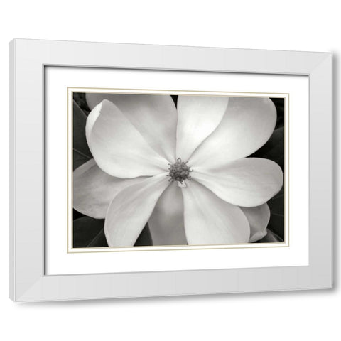 Magnolia I White Modern Wood Framed Art Print with Double Matting by Christensen, Jim