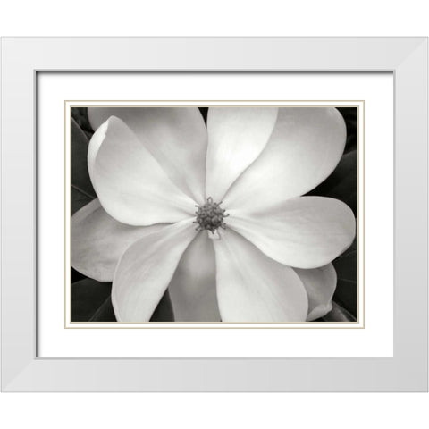 Magnolia I White Modern Wood Framed Art Print with Double Matting by Christensen, Jim