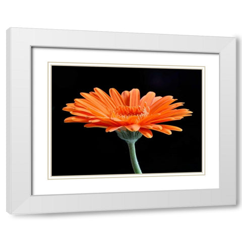 Gerber Angle II White Modern Wood Framed Art Print with Double Matting by Christensen, Jim
