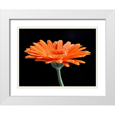 Gerber Angle II White Modern Wood Framed Art Print with Double Matting by Christensen, Jim