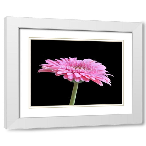 Gerber Angle III White Modern Wood Framed Art Print with Double Matting by Christensen, Jim