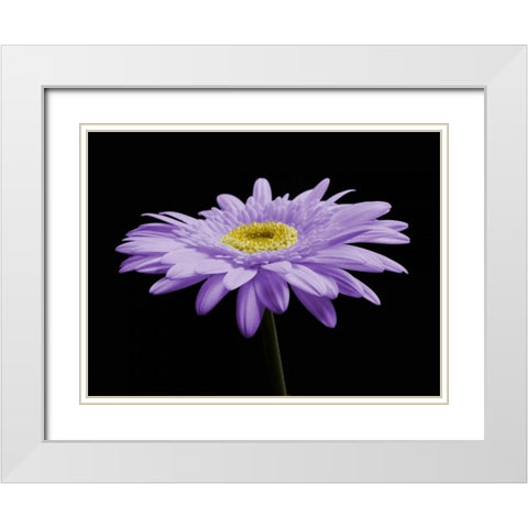 Gerber Angle IV White Modern Wood Framed Art Print with Double Matting by Christensen, Jim