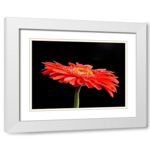 Gerber Angle V White Modern Wood Framed Art Print with Double Matting by Christensen, Jim