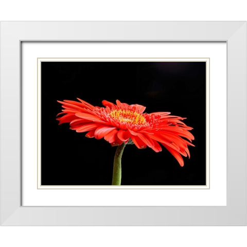 Gerber Angle V White Modern Wood Framed Art Print with Double Matting by Christensen, Jim