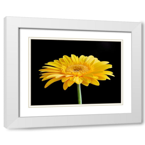 Gerber Angle VI White Modern Wood Framed Art Print with Double Matting by Christensen, Jim