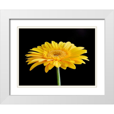 Gerber Angle VI White Modern Wood Framed Art Print with Double Matting by Christensen, Jim