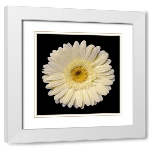 Drops on Gerber I White Modern Wood Framed Art Print with Double Matting by Christensen, Jim