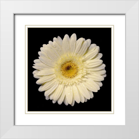 Drops on Gerber I White Modern Wood Framed Art Print with Double Matting by Christensen, Jim