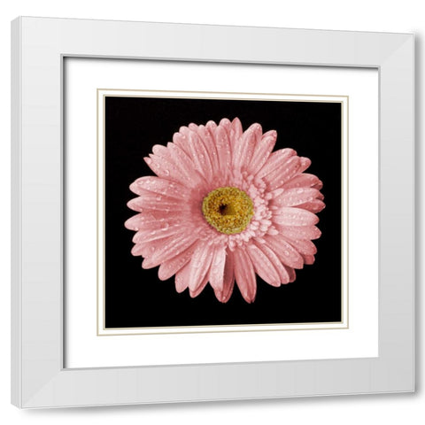 Drops on Gerber II White Modern Wood Framed Art Print with Double Matting by Christensen, Jim
