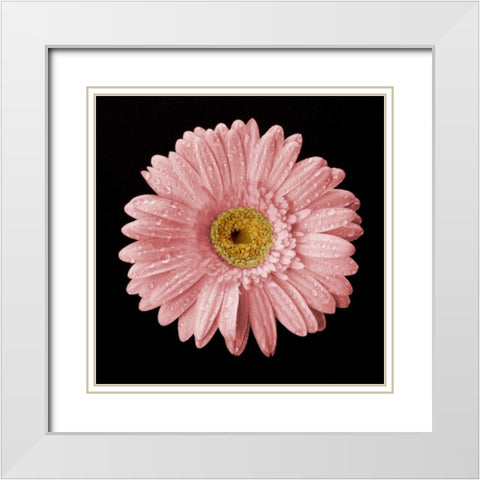 Drops on Gerber II White Modern Wood Framed Art Print with Double Matting by Christensen, Jim
