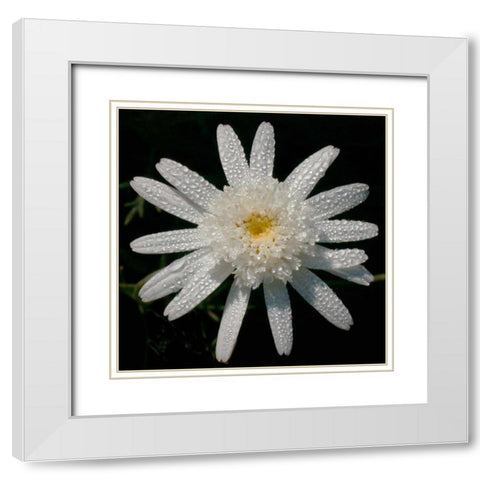 Flower on Black I White Modern Wood Framed Art Print with Double Matting by Christensen, Jim