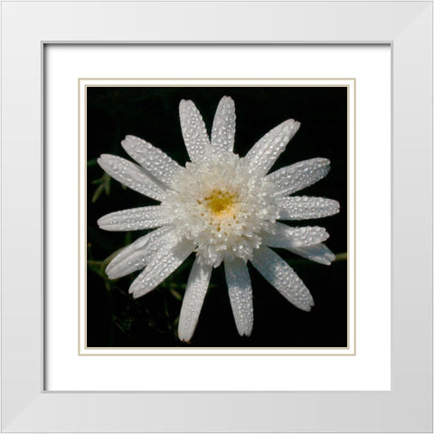 Flower on Black I White Modern Wood Framed Art Print with Double Matting by Christensen, Jim