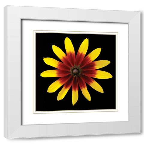 Flower on Black II White Modern Wood Framed Art Print with Double Matting by Christensen, Jim