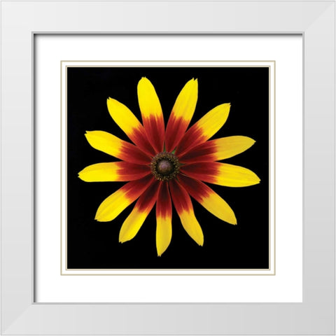 Flower on Black II White Modern Wood Framed Art Print with Double Matting by Christensen, Jim