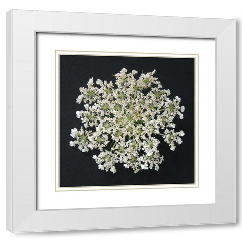 Queen Annes Lace I White Modern Wood Framed Art Print with Double Matting by Christensen, Jim