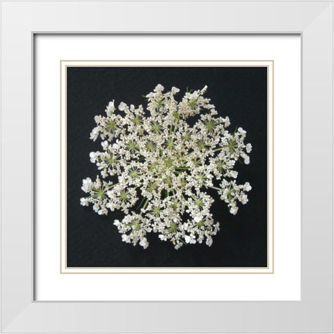 Queen Annes Lace I White Modern Wood Framed Art Print with Double Matting by Christensen, Jim