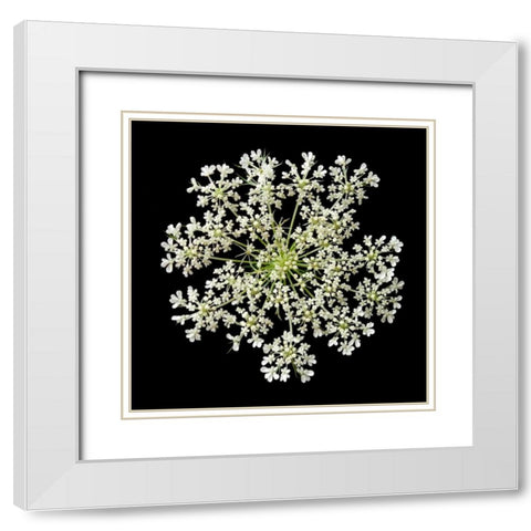 Queen Annes Lace II White Modern Wood Framed Art Print with Double Matting by Christensen, Jim