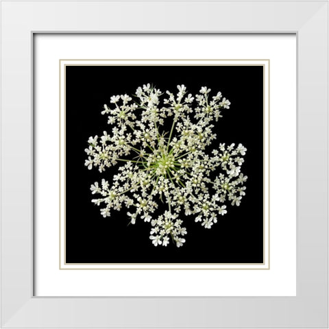 Queen Annes Lace II White Modern Wood Framed Art Print with Double Matting by Christensen, Jim