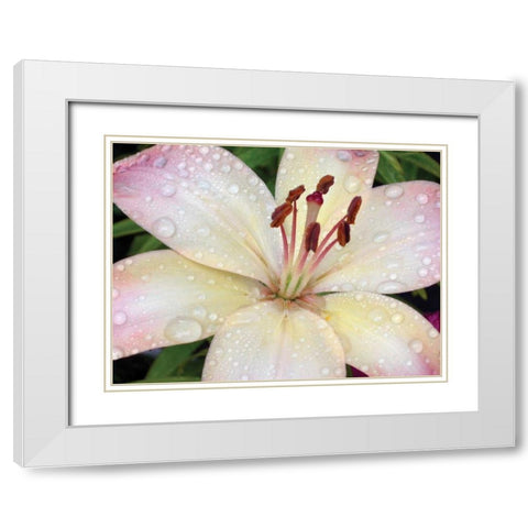 Flower After Rain I White Modern Wood Framed Art Print with Double Matting by Christensen, Jim