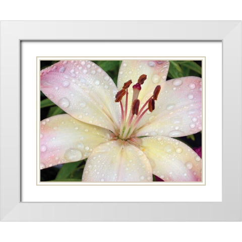 Flower After Rain I White Modern Wood Framed Art Print with Double Matting by Christensen, Jim