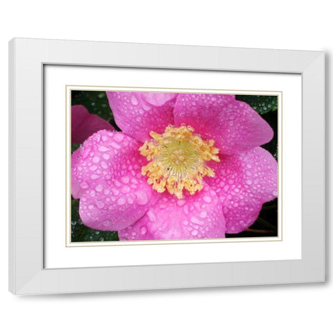 Flower After Rain II White Modern Wood Framed Art Print with Double Matting by Christensen, Jim