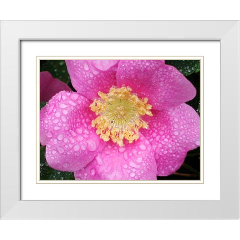 Flower After Rain II White Modern Wood Framed Art Print with Double Matting by Christensen, Jim
